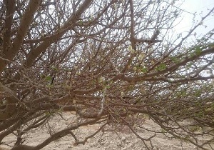 آغاز بذردهی گونه آکاسیا چتری در سیریک