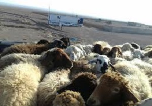 توقیف 218 رأس دام غیر مجاز در نهبندان