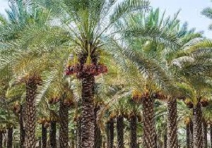 میلیون ها نفر نخل در آبادان در معرض نابودی