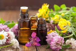 برنامه ریزی برای تدوین برنامه اجرایی سند توسعه گیاهان دارویی