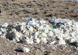 رهاکردن هزار قطعه لاشه مرغ در آبیک
