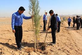 کاشت نهال در 400 هکتار از طبیعت خراسان جنوبی