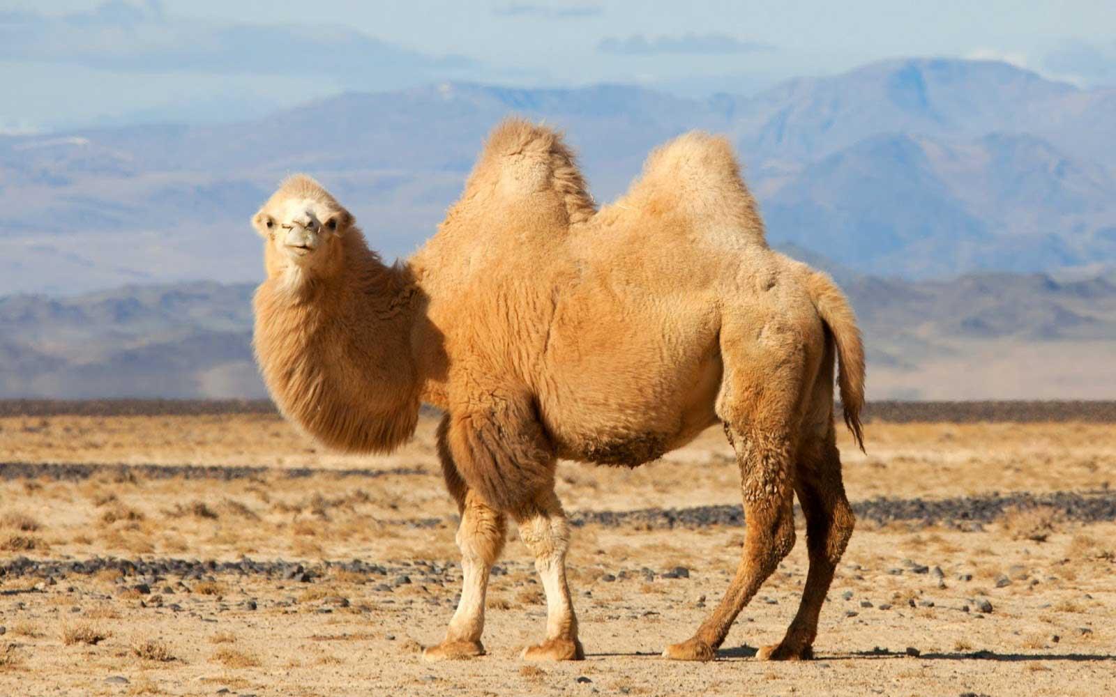 خبر