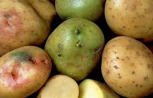 خوراکی&zwnj;های مرگ آور/چرا نباید به چشمان دست زذ/خواص پنیری که از دل کوه بیرون می&zwnj;آید/ چگونه می&zwnj;توان روده را پاکسازی کرد؟