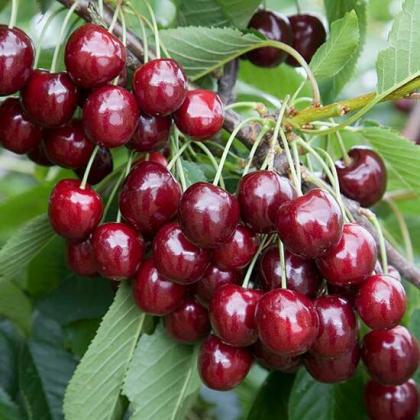 آغاز برداشت آلبالو از باغات بوکان