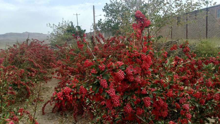 رشد 315 درصدی كشت محصول زرشك در استان كرمان