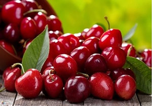برداشت بیش از ۳ هزار تن آلبالو از باغات آذربایجان غربی