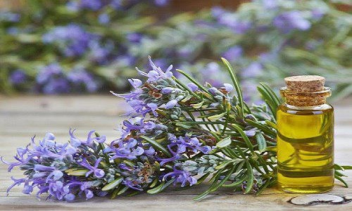 کاهش فوری استرس با گیاهی آرامبخش و فوق العاده خوشبو