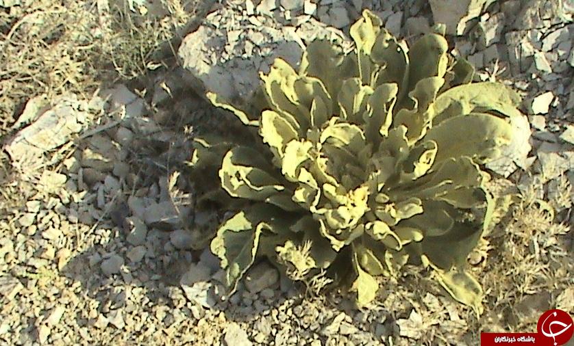 درمان&zwnj;های خانگی و سنتی برای فیبروم رحمی