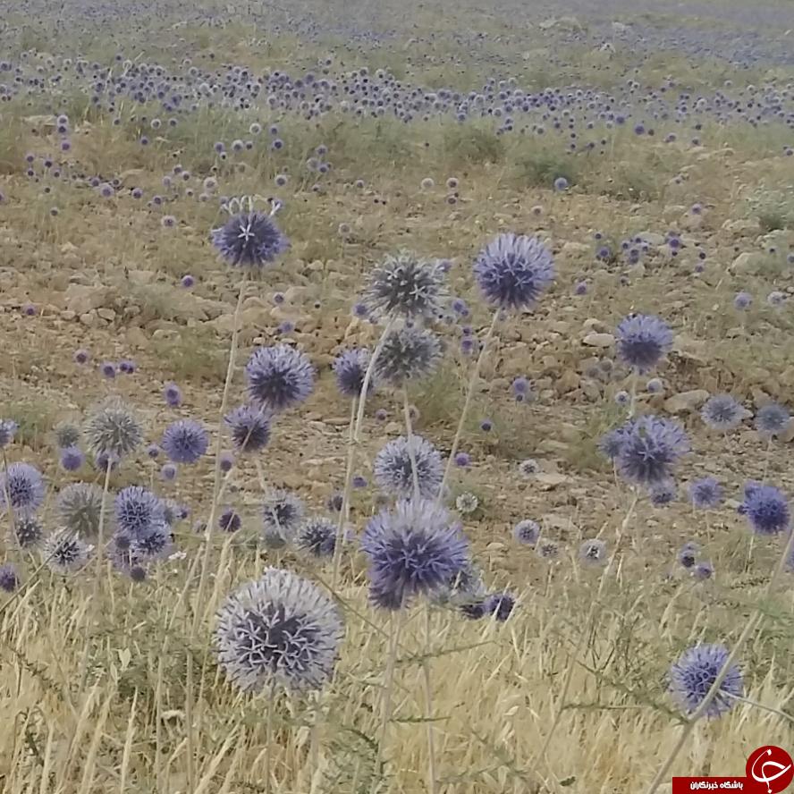 تقویت حافظه و قدرت یادگیری با گیاهی مخصوص / از گیاه شِکَرتیغال چه می&zwnj;دانید؟! +خواص درمانی و مضرات