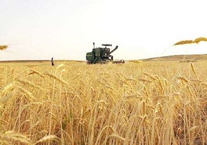 خرید هزار و ۲۰۰ تن گندم در شهرستان آوج