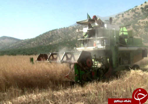 برگزاری جشن شکرگزاری برداشت کلزا در الشتر