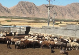صادرات ۴۶۰۰ راس دام سبک از لرستان به مقصدکشور‌های حوزه خلیج فارس