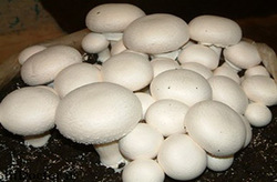 زنده نگه داشتن چرخ تولیدات داخلی با دستانی زحمتکش + فیلم