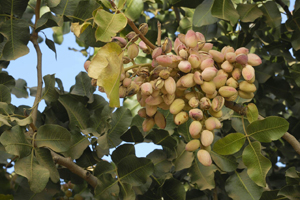 پسته ایران، برنده جنگ تجاری آمریکا با چین