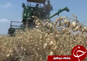 صادرات نخود دلفان با نام سایر استان‌ها به خارج از کشور