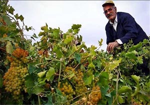 کاهش صادرات کشمش در همدان