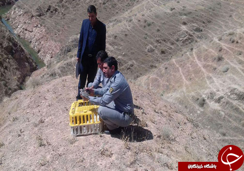 محکوم شدن متخلفان زیست محیطی به رهاسازی ۱۰ بال کبک در طبیعت