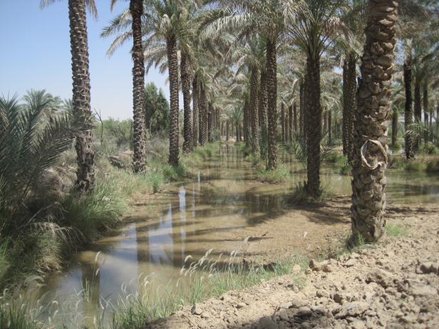 آبیاری 12هزار نخل با آب شرب!