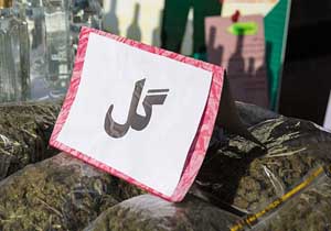 کشف مواد مخدر گل در میاندورود