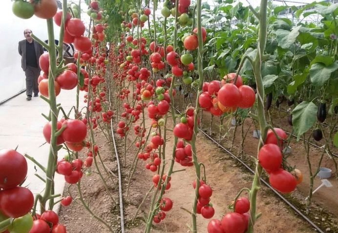شهرک&zwnj;های گلخانه&zwnj;ای ساحلی در استان بوشهر احداث می&zwnj;شود