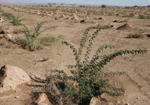 توسعه طرح‌های آبخیزداری در هرمزگان