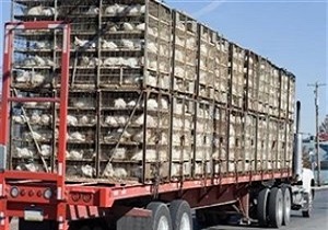 توقیف کامیون های حامل دام و طیور قاچاق در میامی