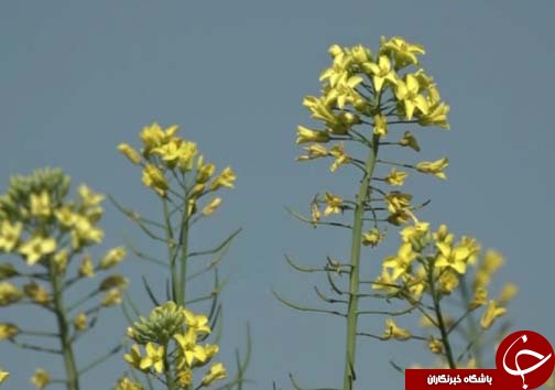 برداشت کلزا دانه روغنی استراتژیک / پیش بینی برداشت ۳ هزار تن کلزا در لرستان
