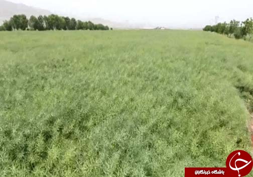 برداشت کلزا دانه روغنی استراتژیک / پیش بینی برداشت ۳ هزار تن کلزا در لرستان