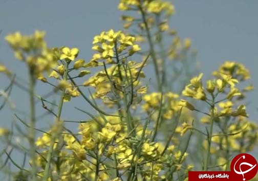برداشت کلزا دانه روغنی استراتژیک / پیش بینی برداشت ۳ هزار تن کلزا در لرستان