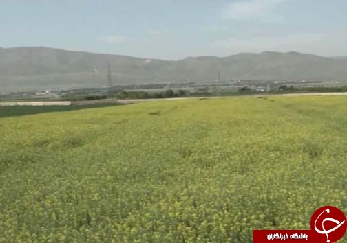 برداشت کلزا دانه روغنی استراتژیک / پیش بینی برداشت ۳ هزار تن کلزا در لرستان