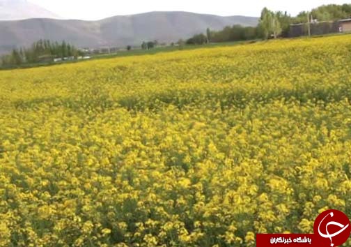 برداشت کلزا دانه روغنی استراتژیک / پیش بینی برداشت ۳ هزار تن کلزا در لرستان