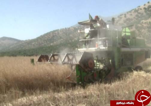 برداشت کلزا دانه روغنی استراتژیک / پیش بینی برداشت ۳ هزار تن کلزا در لرستان