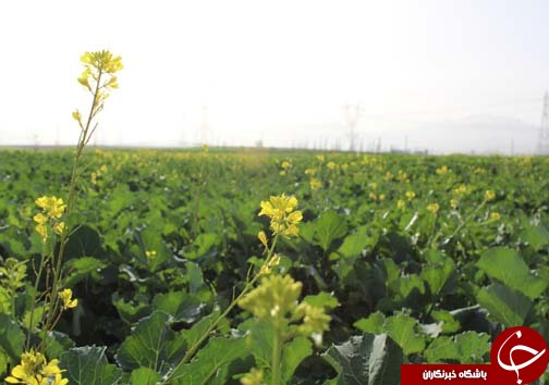 برداشت کلزا دانه روغنی استراتژیک / پیش بینی برداشت ۳ هزار تن کلزا در لرستان