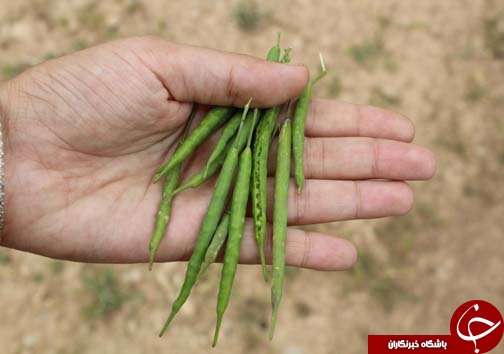 برداشت کلزا دانه روغنی استراتژیک / پیش بینی برداشت ۳ هزار تن کلزا در لرستان