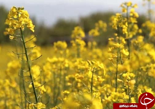 برداشت کلزا دانه روغنی استراتژیک / پیش بینی برداشت ۳ هزار تن کلزا در لرستان