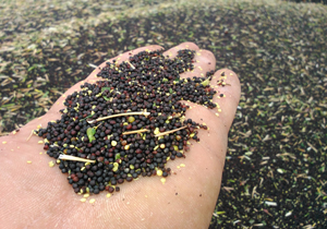 خرید ۸۴۷ میلیاردی دانه روغنی کلزا کشاورزان مازندرانی