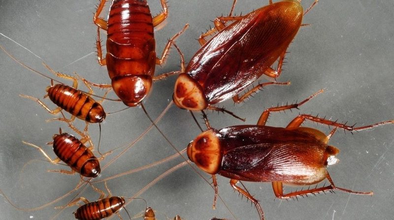 سوسک‌ها فنا ناپذیرند