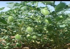کشت نخود دربیش از ۱۰۱ هزار هکتار از اراضی کشاورزی کردستان