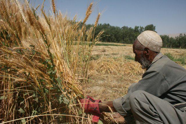 کاهش محصولات گندم در ولایت قندوز به دلیل خشکسالی