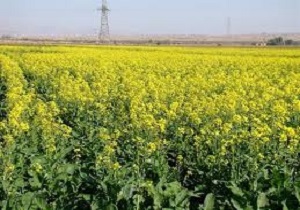 پیش بینی برداشت بیش از ۴ هزار دانه روغنی کلزا از مزارع کردستان