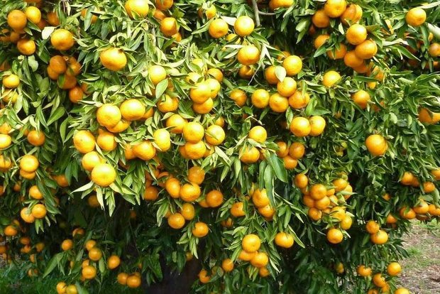 تولید مطلوب مرکبات و کیوی در سال جاری/ ضرورت تجدید نظر در صنعت بیمه محصولات کشاورزی