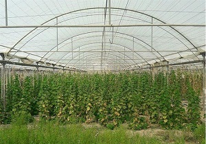 ایجاد شهرک گلخانه‌ای ۲۰۰ واحدی صیفی در قنوات قم