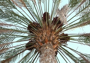 آغاز عملیات تکریب در نخلستان های کارون