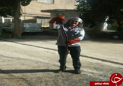 ورود یک حلقه مار سمی به منازل مسکونی محله باغ کشاورزی خرم آباد+عکس