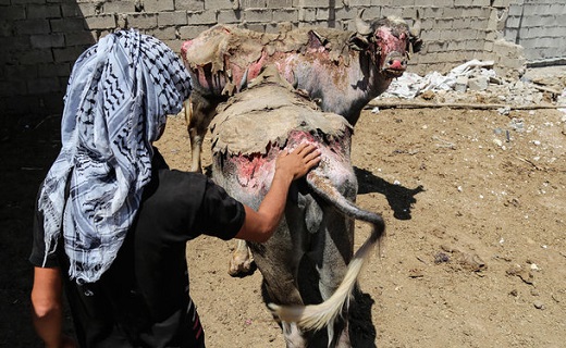 مصائب شور شدن آب برای حیوانات/سوختگی گاومیش&zwnj;ها دیر اطلاع رسانی شد
