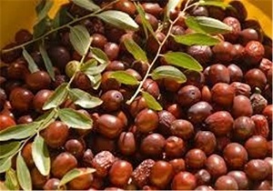 پیش بینی تولید بیش از 5 هزار  تن عناب در خراسان جنوبی