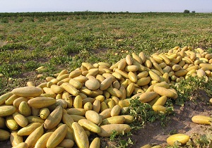 برداشت خربزه در دامغان