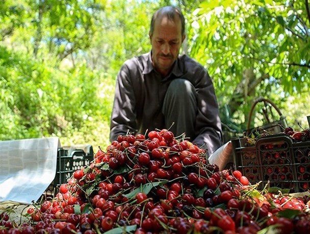 تولید369 هزارو 834 تن انواع محصولات کشاورزی درطارم/رها سازی آب به رودخانه قزل اوزن جان دوباره به کشاورزی طارم می بخشد