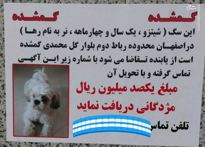 مژدگانی ۱۰ میلیونی برای سگ خانگی!+عکس